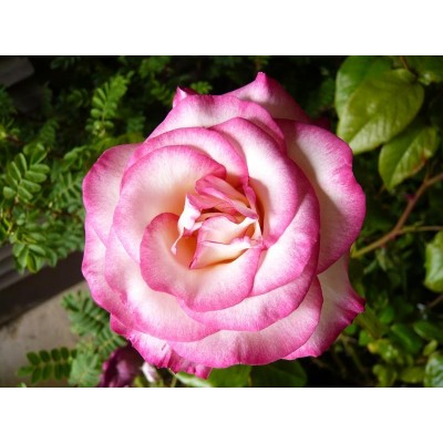 Climbing Rose Handel